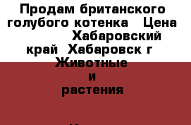 Продам британского голубого котенка › Цена ­ 9 000 - Хабаровский край, Хабаровск г. Животные и растения » Кошки   . Хабаровский край,Хабаровск г.